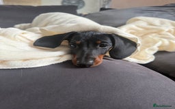 Miniature Dachshund dogs for sale: Miniature dachshund Black and Tan for sale  - Advert 2