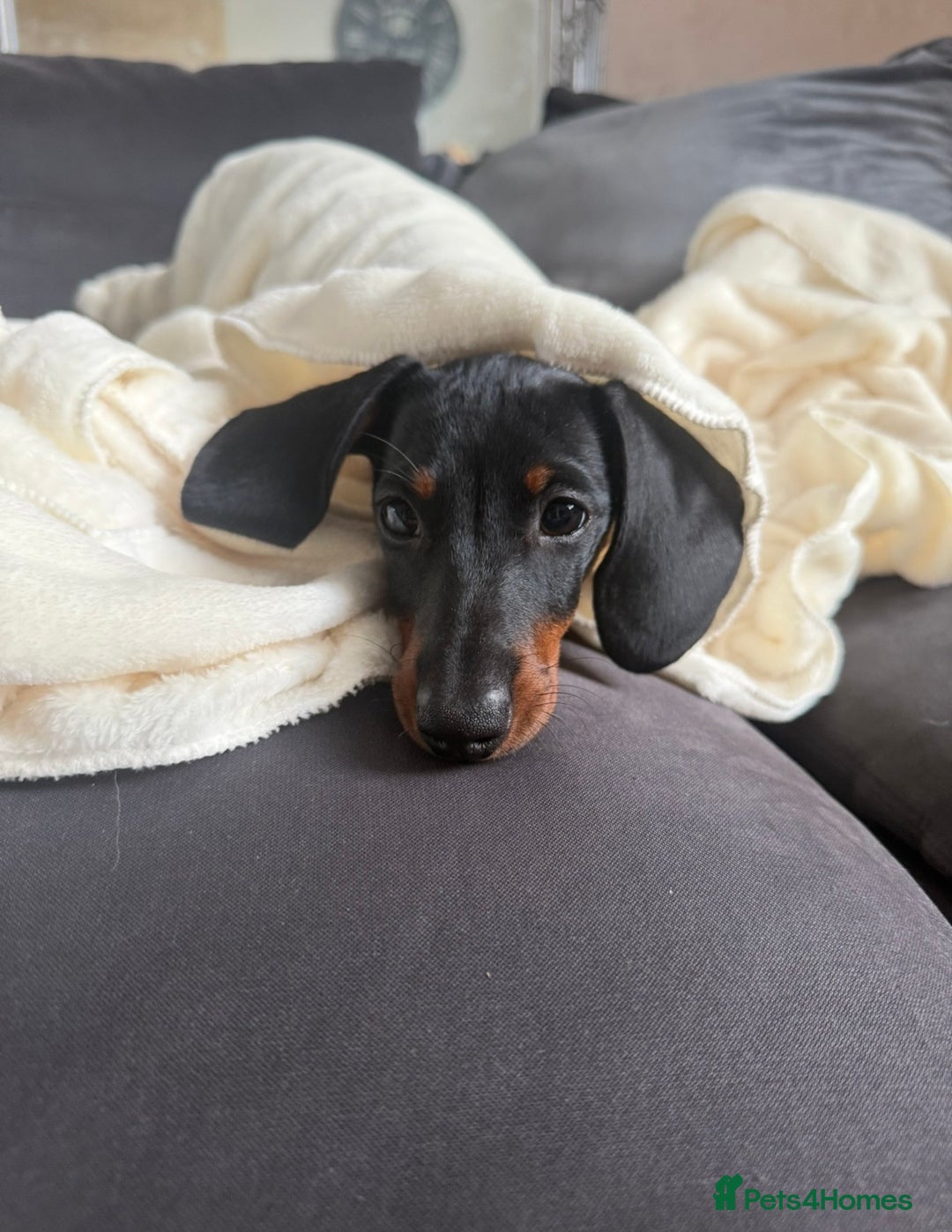 Miniature Dachshund dogs for sale: Miniature dachshund Black and Tan for sale  - Advert 2