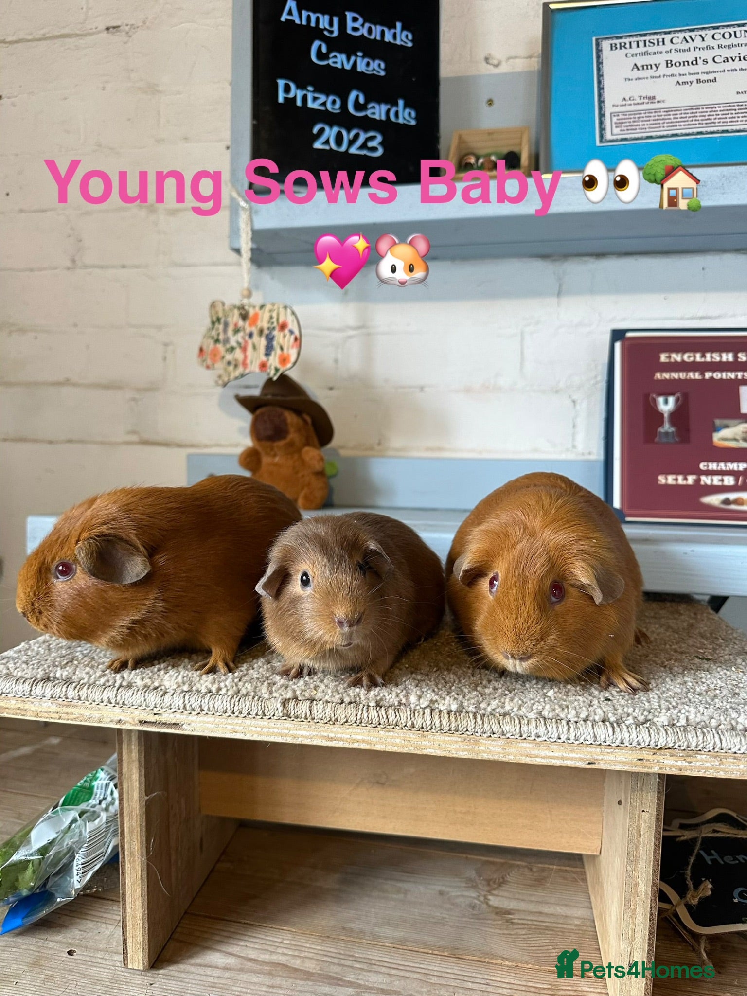 Guinea Pig rodents Lots of Guinea Pig Ready to pick and Choose From - Advert 1