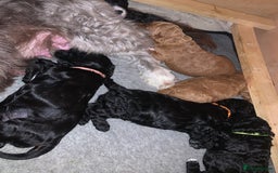 Labradoodle dogs for sale: F1b Miniature Labradoodle Puppies  - Advert 8