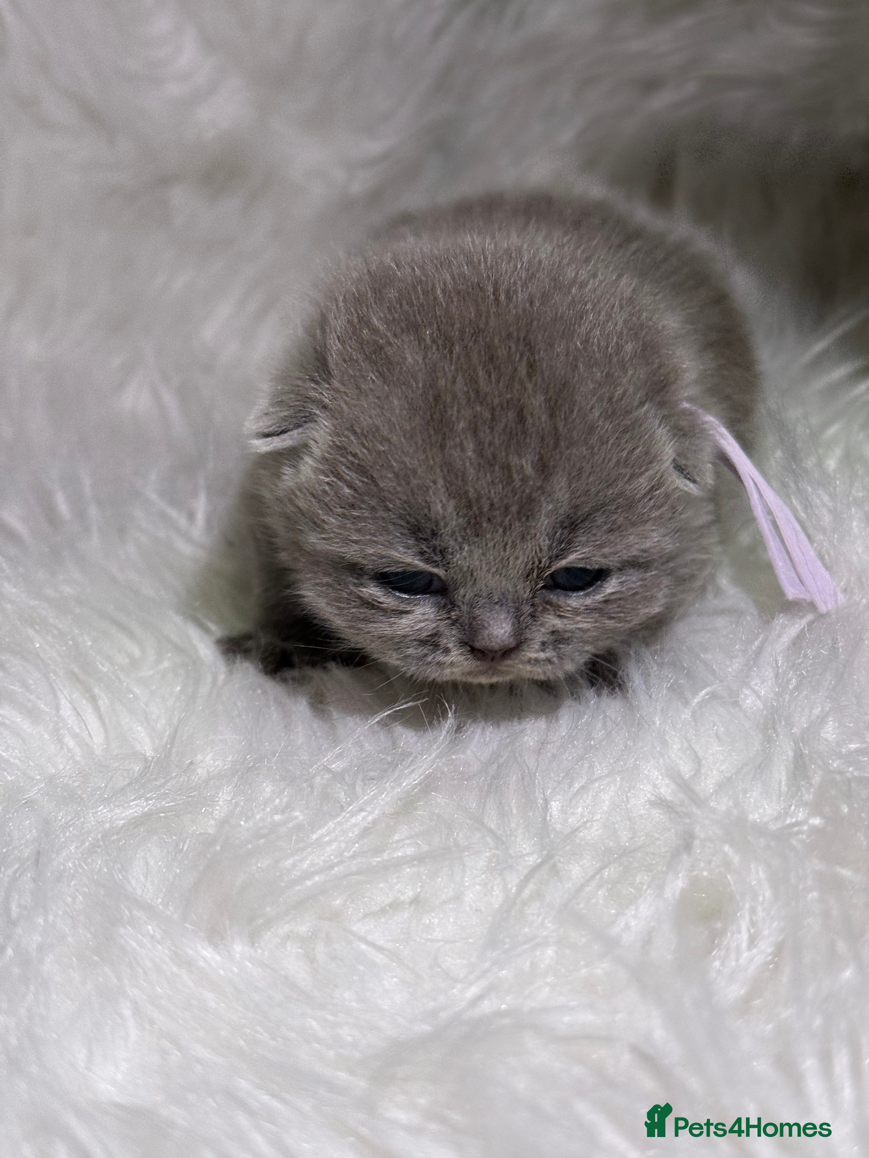 British Shorthair cats ACTIVE GCCF 100% PURE XL Chunky Exceptional - Advert 2