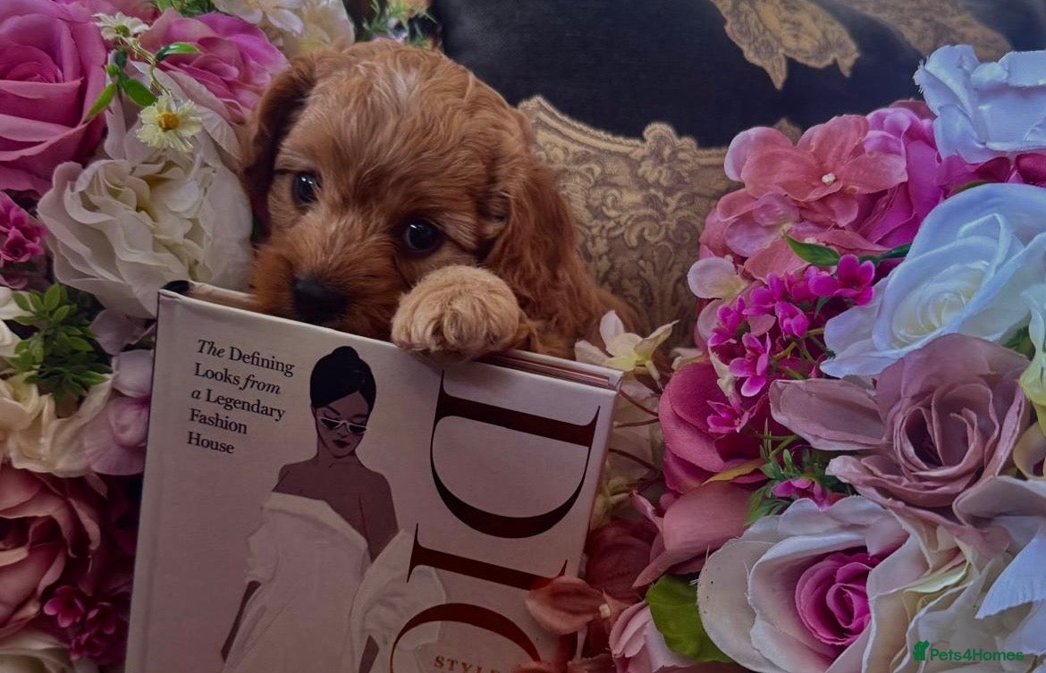 Cavapoo dogs Cavapoo F1 puppy girl  - Advert 2