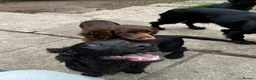 Cocker Spaniel dogs for sale: Cocker spaniel  in Newton Abbot - Advert 11
