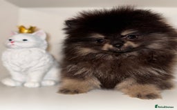 Pomeranian dogs for sale: Tiny Teddy Pomeranian  - Advert 4
