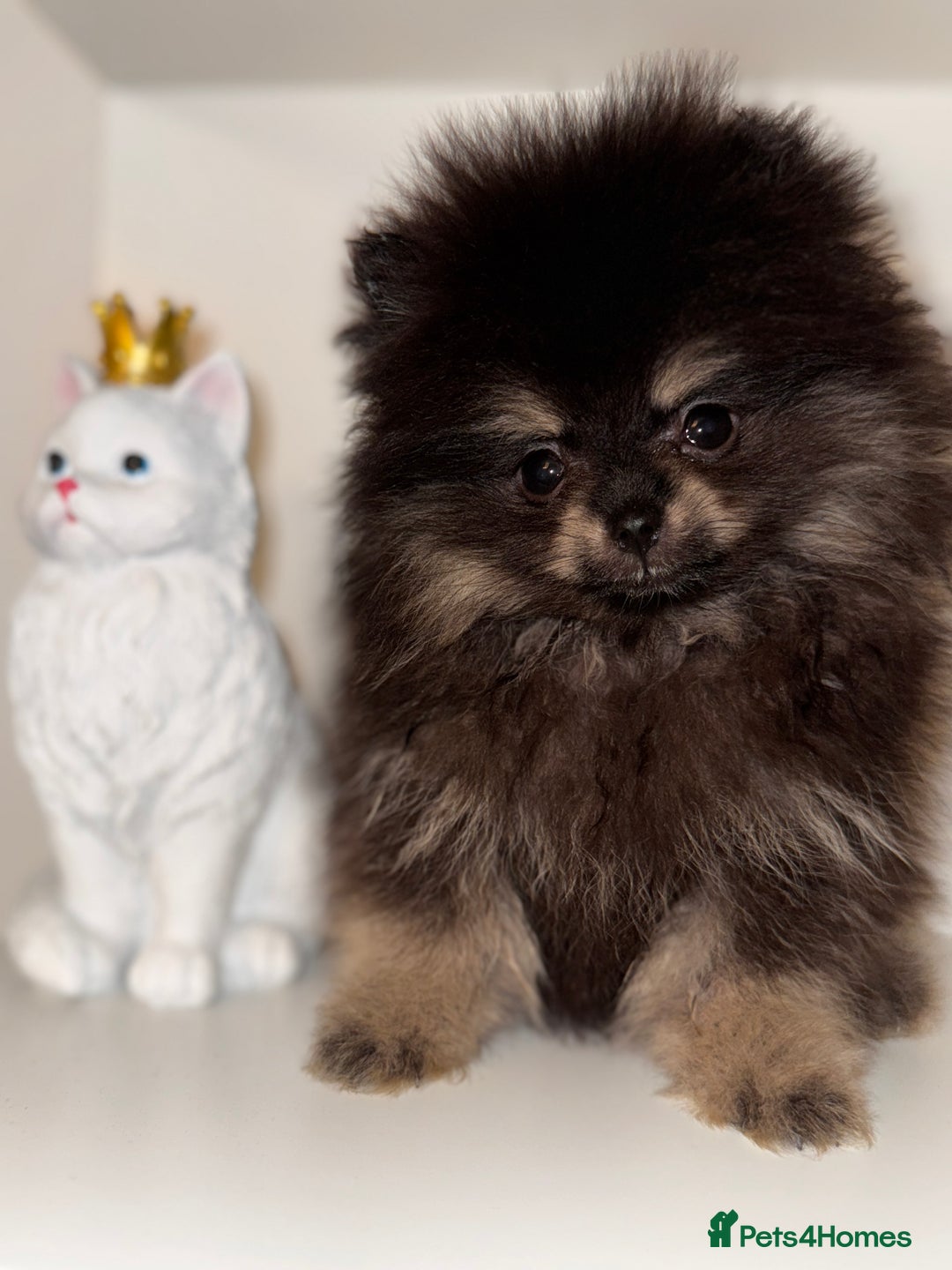 Pomeranian dogs for sale: Tiny Teddy Pomeranian  - Advert 4