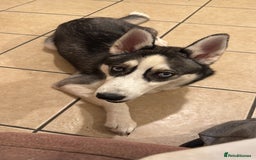 Siberian Husky dogs for sale: Her name is star  - Image 2