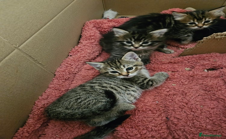 Domestic Shorthair cats - Advert 16