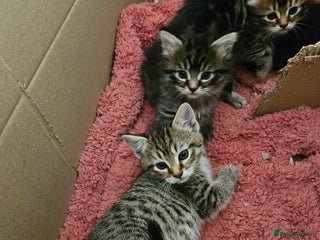 Domestic Shorthair cats - Advert 12