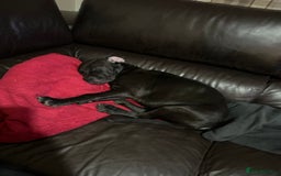 Mixed Breed dogs for sale: 4 month old cane corso puppy called Nala 🐾 - Image 2