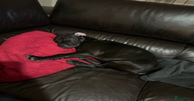 Mixed Breed dogs - Advert 15