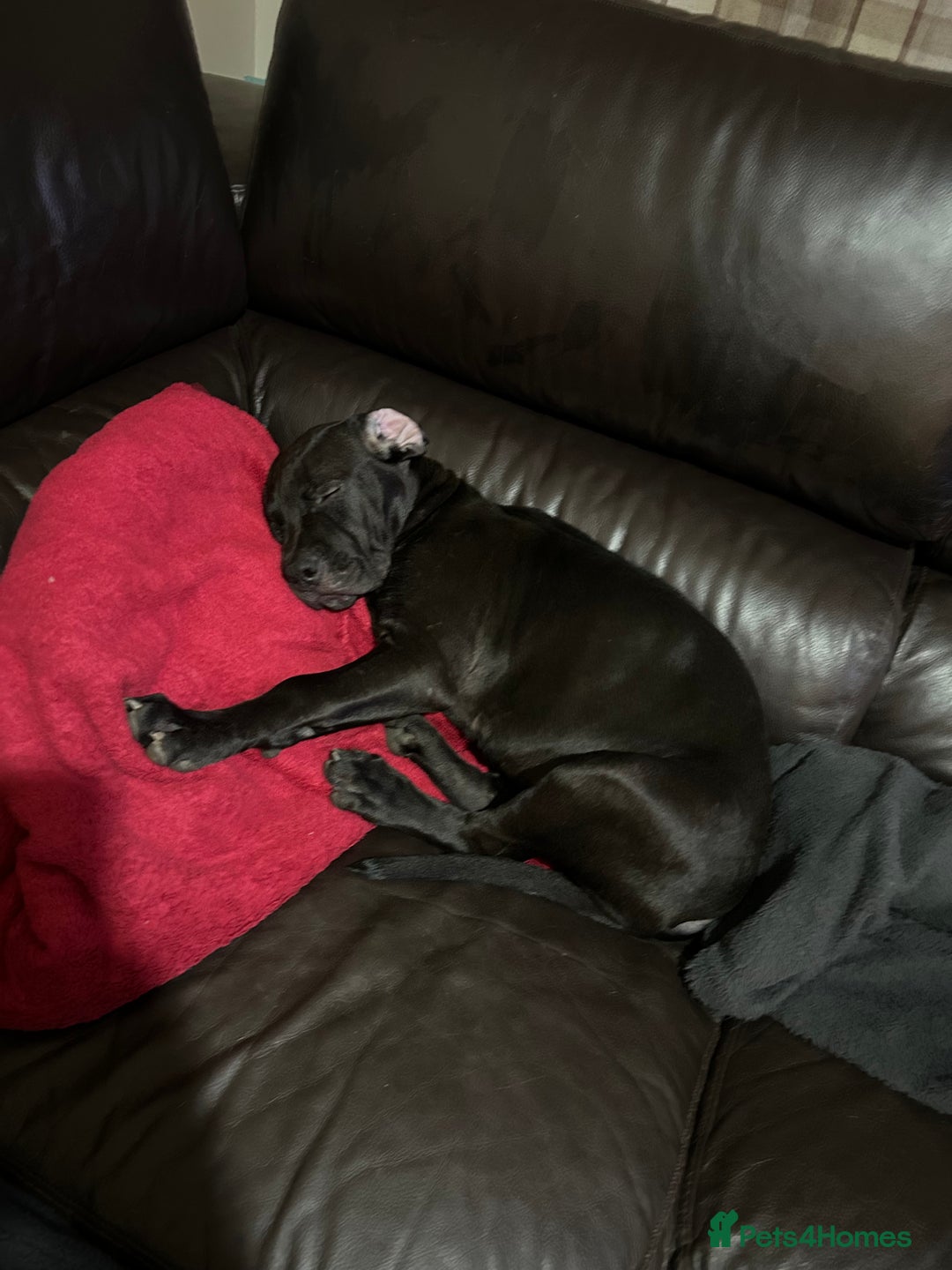 Mixed Breed dogs for sale: 4 month old cane corso puppy called Nala 🐾 - Image 2