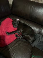 Mixed Breed dogs - Advert 11