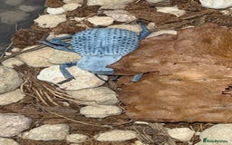Beetles invertebrates for sale: Blue Death Feigning Beetles - Image 3