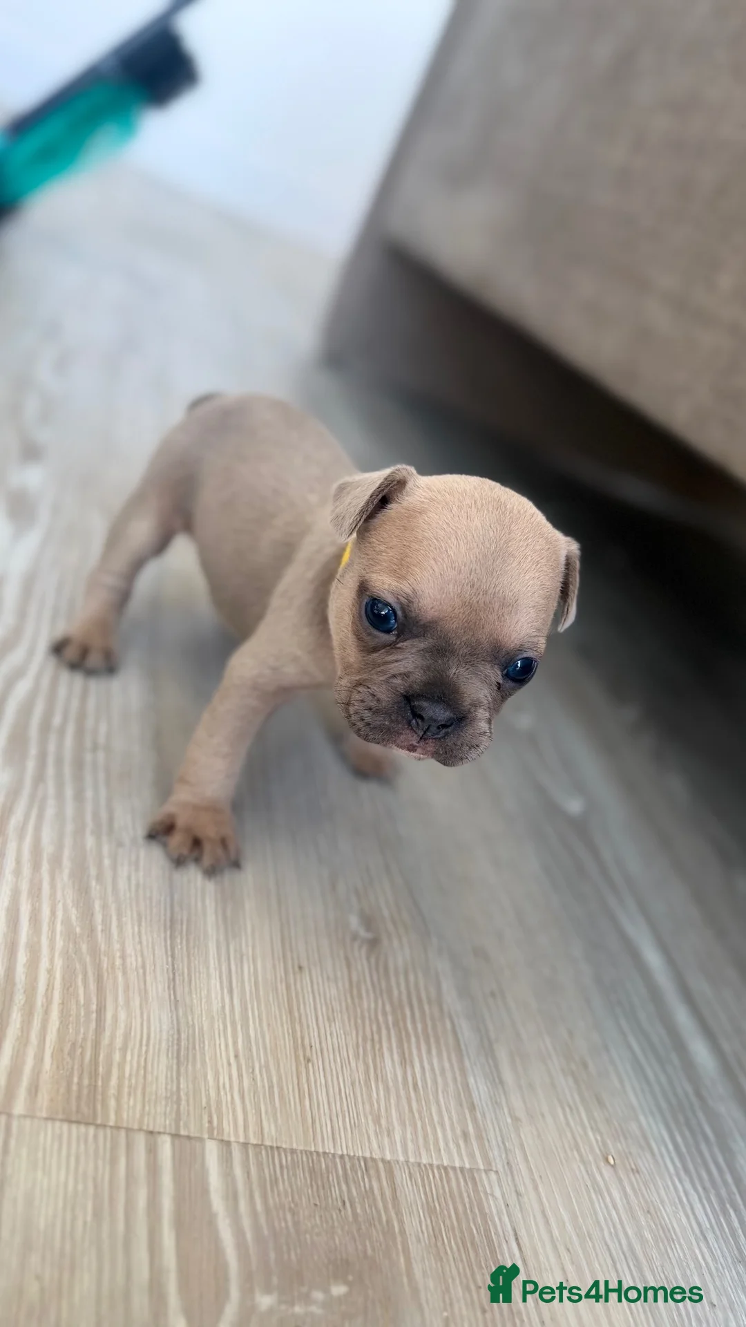 French Bulldog dogs for sale: 🐾 Beautiful Vet Registered FrenchBulldog Puppies  - Advert 2