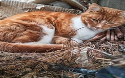 Mixed Breed cats for sale: Ginger neutered males for new home - Image 10