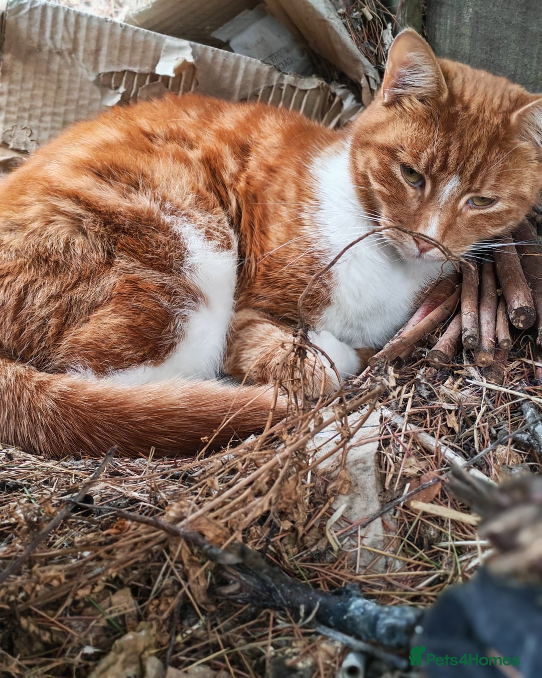 Mixed Breed cats for sale: Ginger neutered males for new home - Image 10