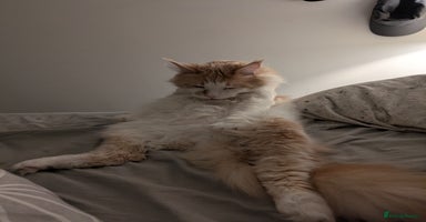 Maine Coon cats - Advert 1