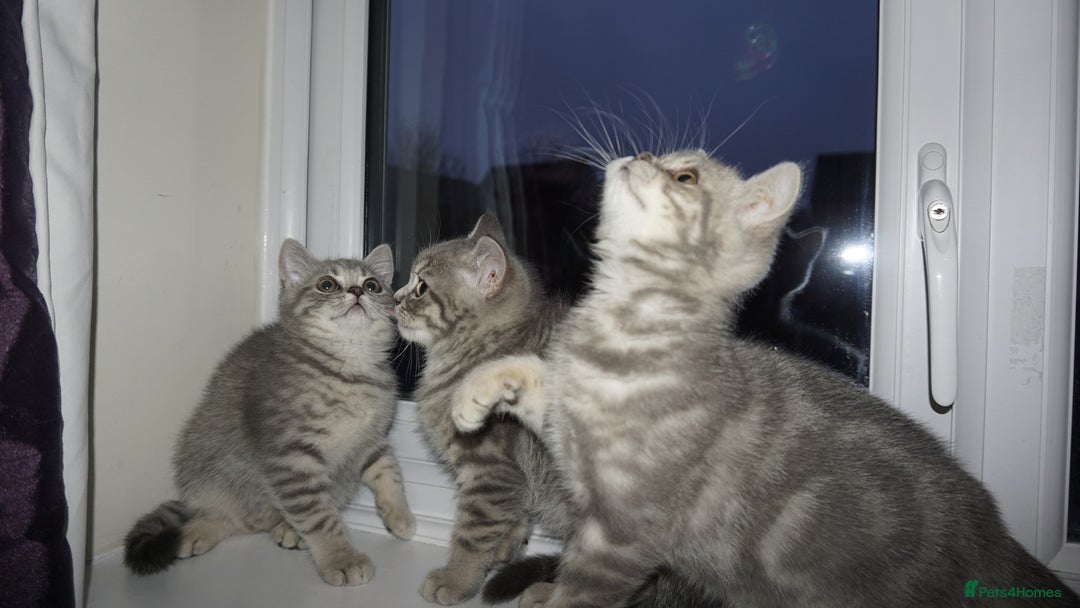 British Shorthair cats for sale: British Blue tabbies boys and girls - Advert 16