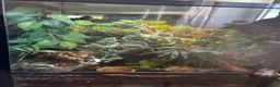 Anole reptiles for sale: 3x Green anoles for sale (1x m, 2x f) in Leighton Buzzard - Advert 6