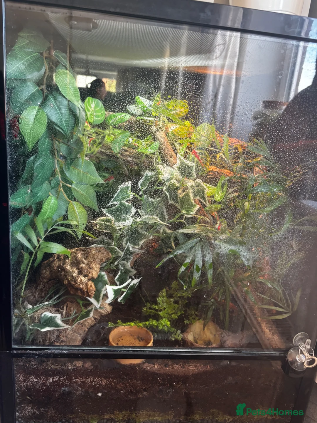 Anole reptiles for sale: 3x Green anoles for sale (1x m, 2x f) in Leighton Buzzard - Advert 6