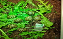Tortoise reptiles for sale: Baby Hermann & Spur-thigh Tortoises for sale - Image 13