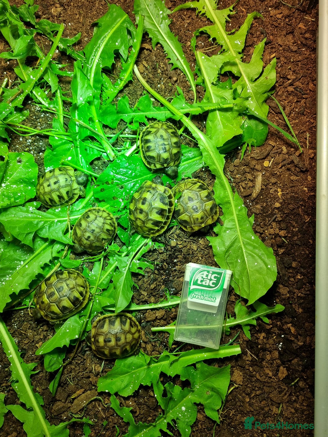 Tortoise reptiles for sale: Baby Hermann & Spur-thigh Tortoises for sale - Image 13