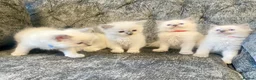 Ragdoll cats for sale: Ragdoll kittens - Advert 7