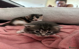Domestic Shorthair cats for sale: Fluffy kittens for sale - Image 6