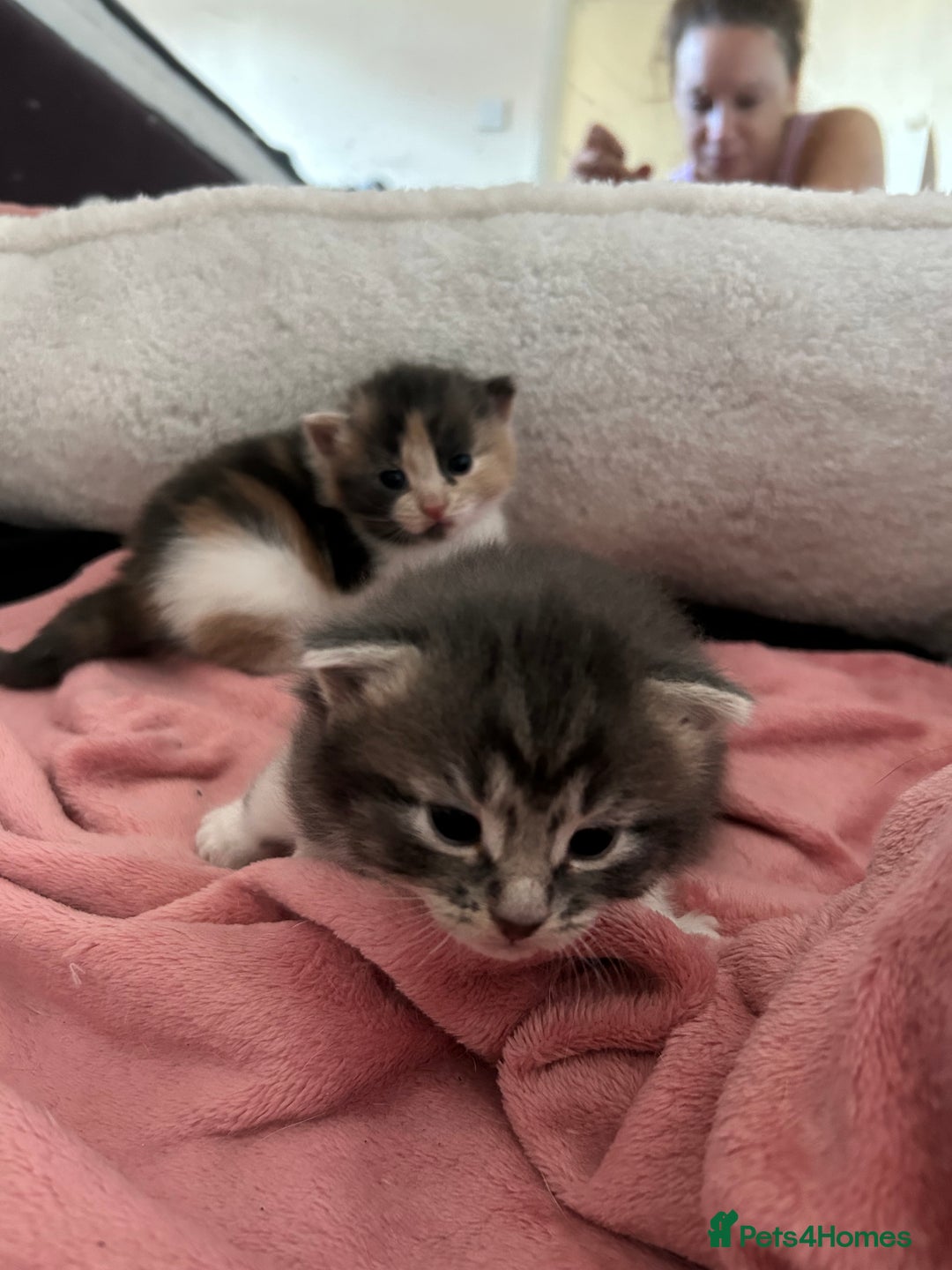 Domestic Shorthair cats for sale: Fluffy kittens for sale - Image 6