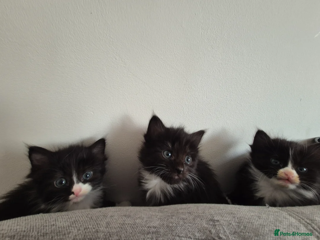 Mixed Breed cats for sale: Kittens - Advert 6