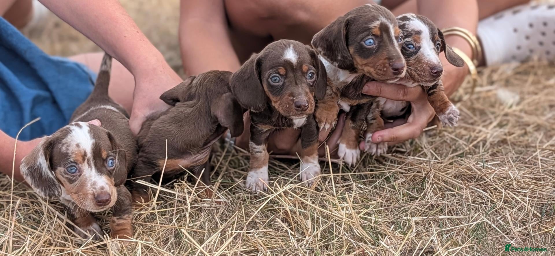 Miniature Dachshund dogs Beautiful Dachshund puppies - Advert 3