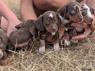 Miniature Dachshund dogs Beautiful Dachshund puppies - Advert 2