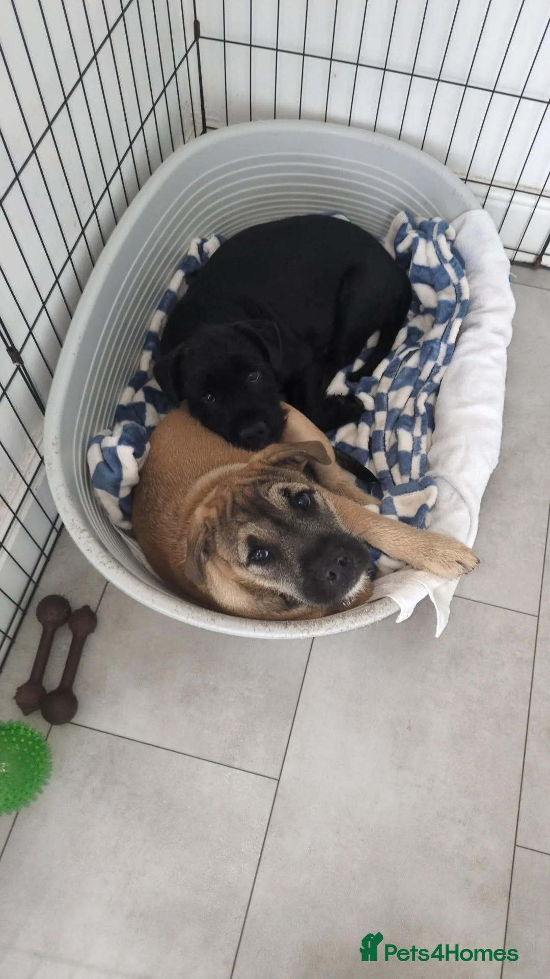 Mixed Breed dogs for sale: 2 loving young active dogs brother and sister  - Advert 1