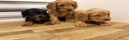 Cocker Spaniel dogs for sale: Working Cocker Spaniel pups - Advert 5