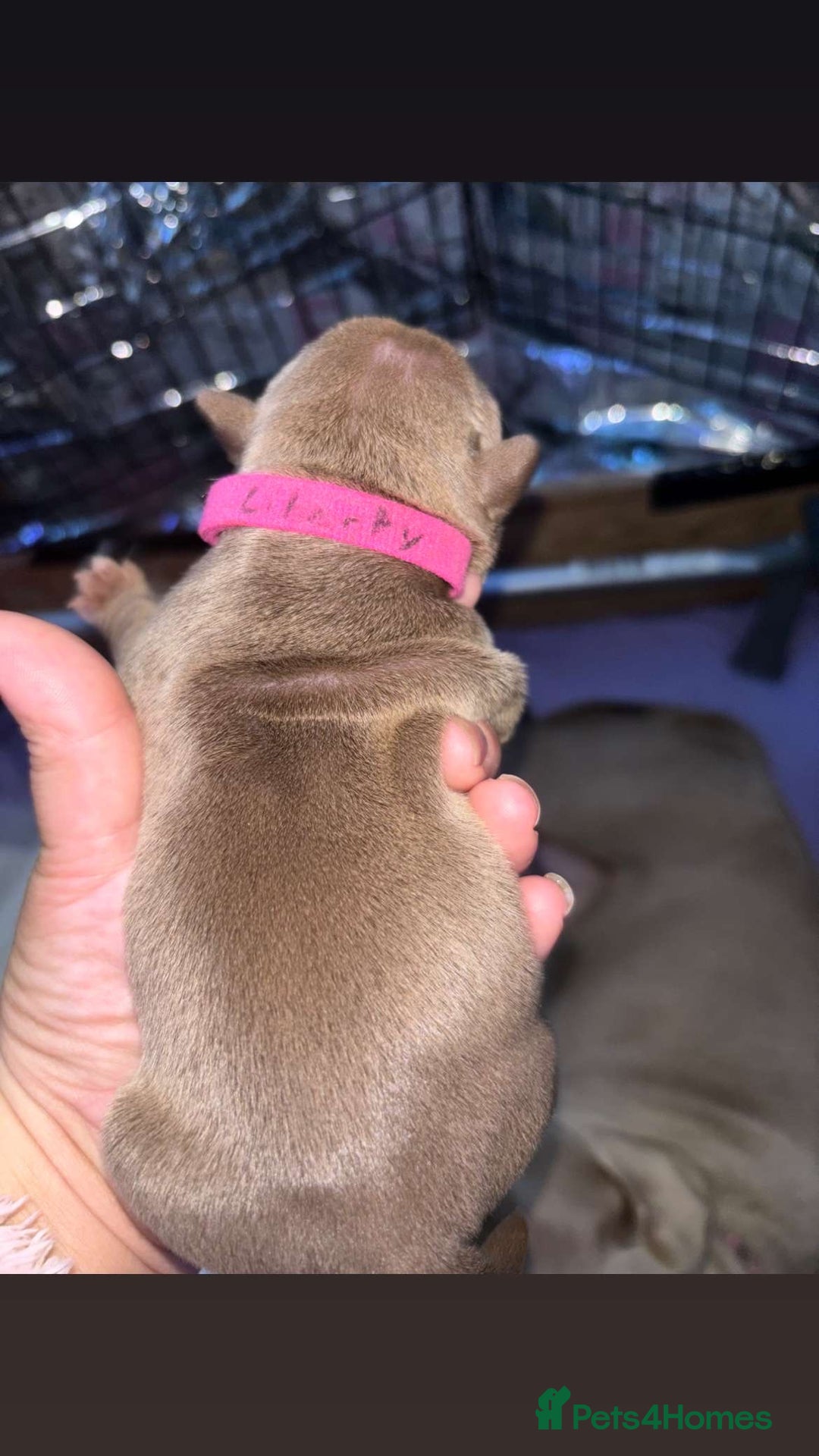 American Bully dogs for sale: Pocket bully puppy’s  - Image 32