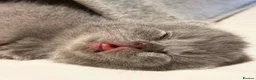 British Shorthair cats for sale: Beautiful Lilac British Shorthair Kittens - Advert 7