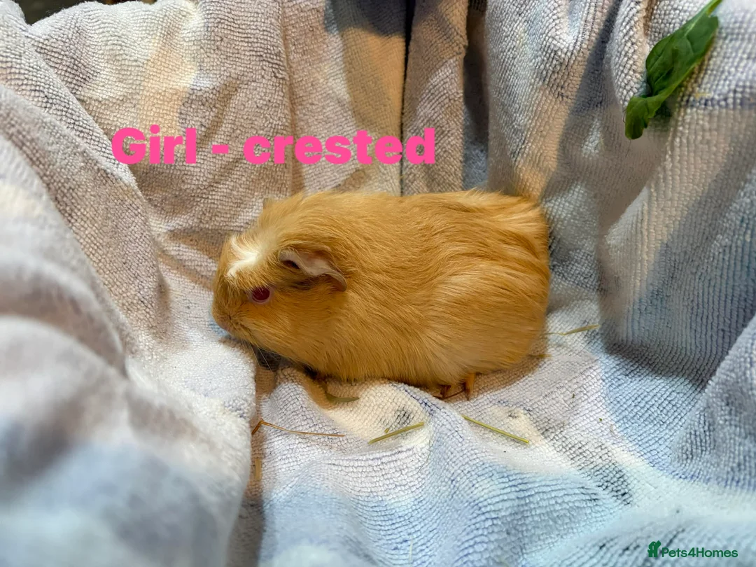 Guinea Pig rodents for sale: Ready to leave - Male & Female Guinea pigs  - Advert 4