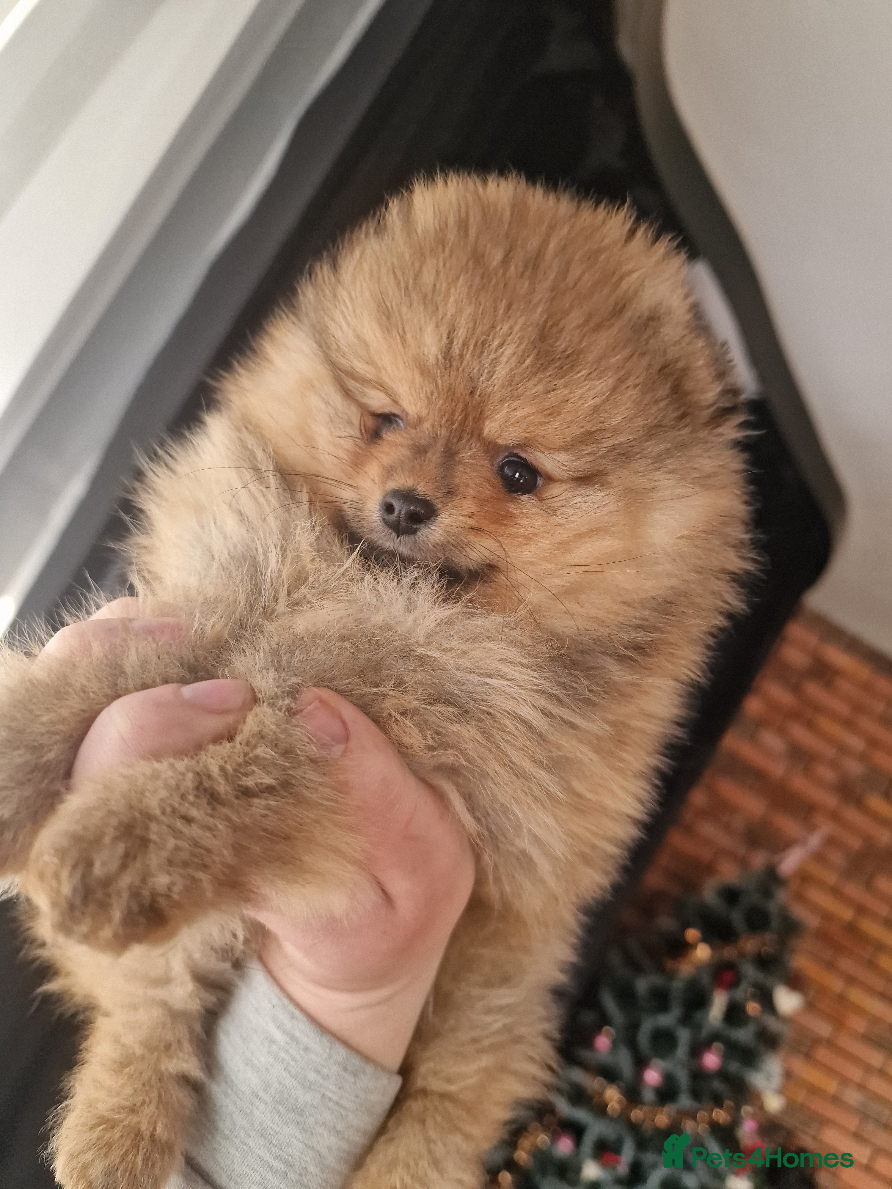 Pomeranian dogs FCI Beautiful Pomeranian male puppy registered - Advert 16