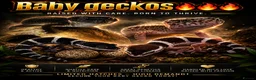 Leopard Gecko reptiles for sale: Black night x Super snow babies🔥🔥🔥 - Advert 1