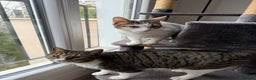Mixed Breed cats for adoption: They Survived. Now They’re Ready to Be Loved - Advert 5