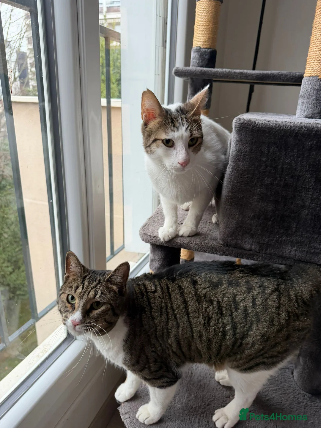 Mixed Breed cats for adoption: They Survived. Now They’re Ready to Be Loved - Advert 5