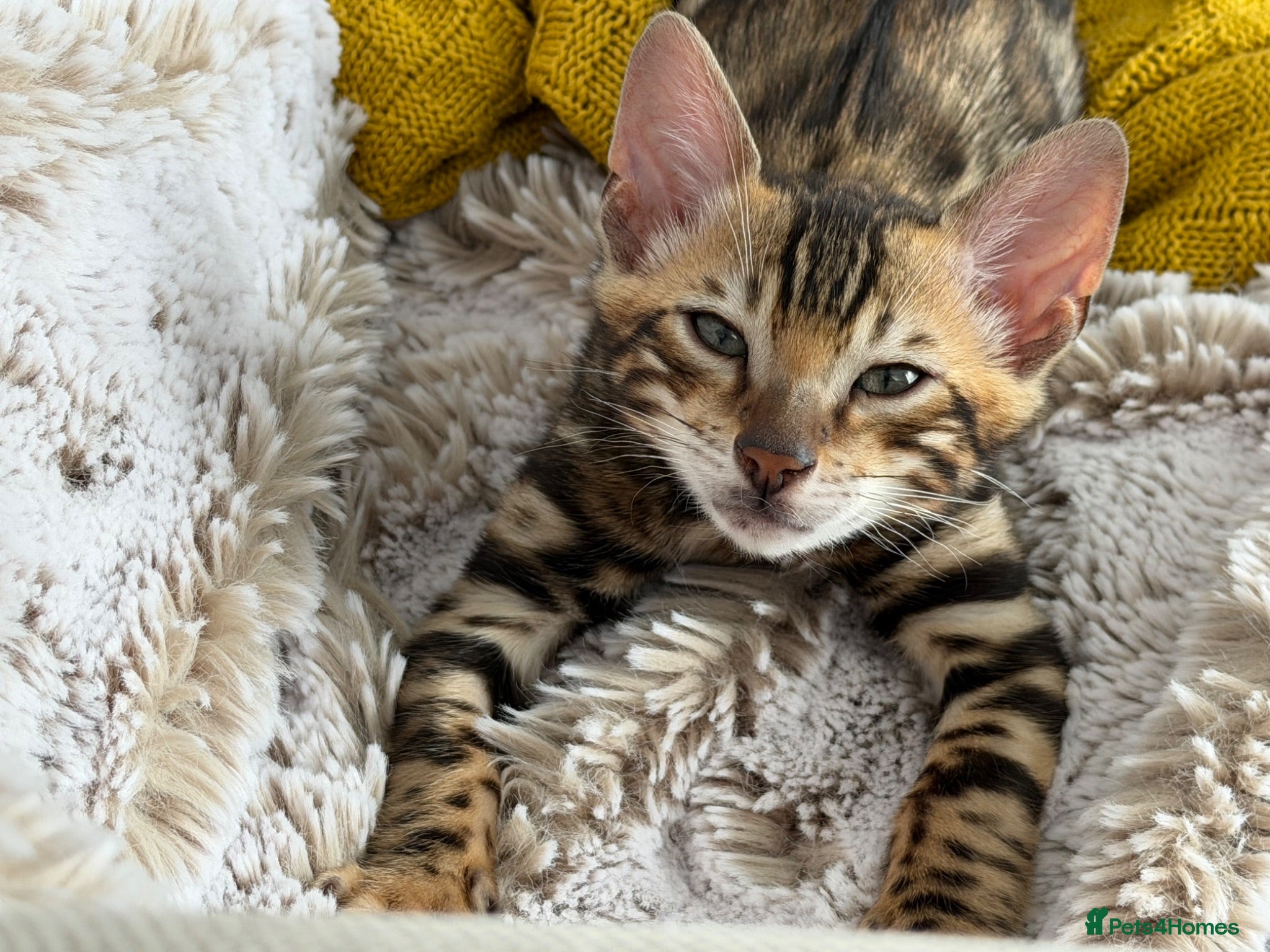 Bengal cats Luxury TICA Bengal kitten - Advert 13