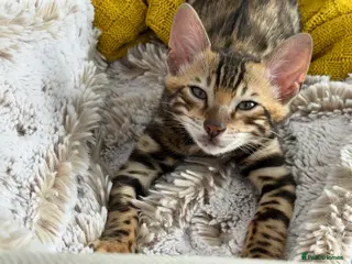 Bengal cats Luxury TICA Bengal kitten - Advert 13