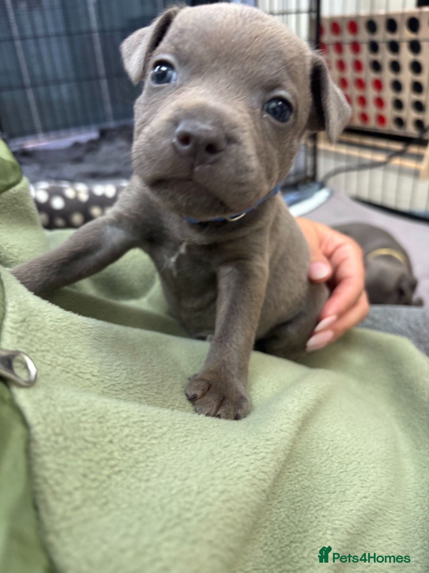 Staffordshire Bull Terrier dogs *4 WEEKS OLD* Blue Staff Bull Terrier Puppies  - Advert 2