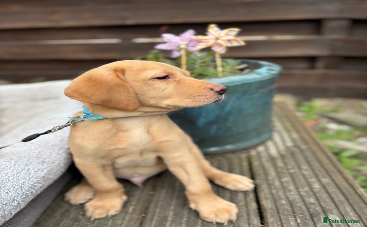 Labrador Retriever dogs - Advert 2