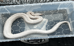 Boa Snake reptiles for sale: Super Fire Boa Constrictor Juvenile Male - Image 1
