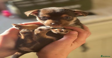 Jack Russell dogs - Advert 3