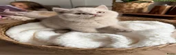 British Shorthair cats for sale: Chunky British Short Hair Kittens  - Advert 12