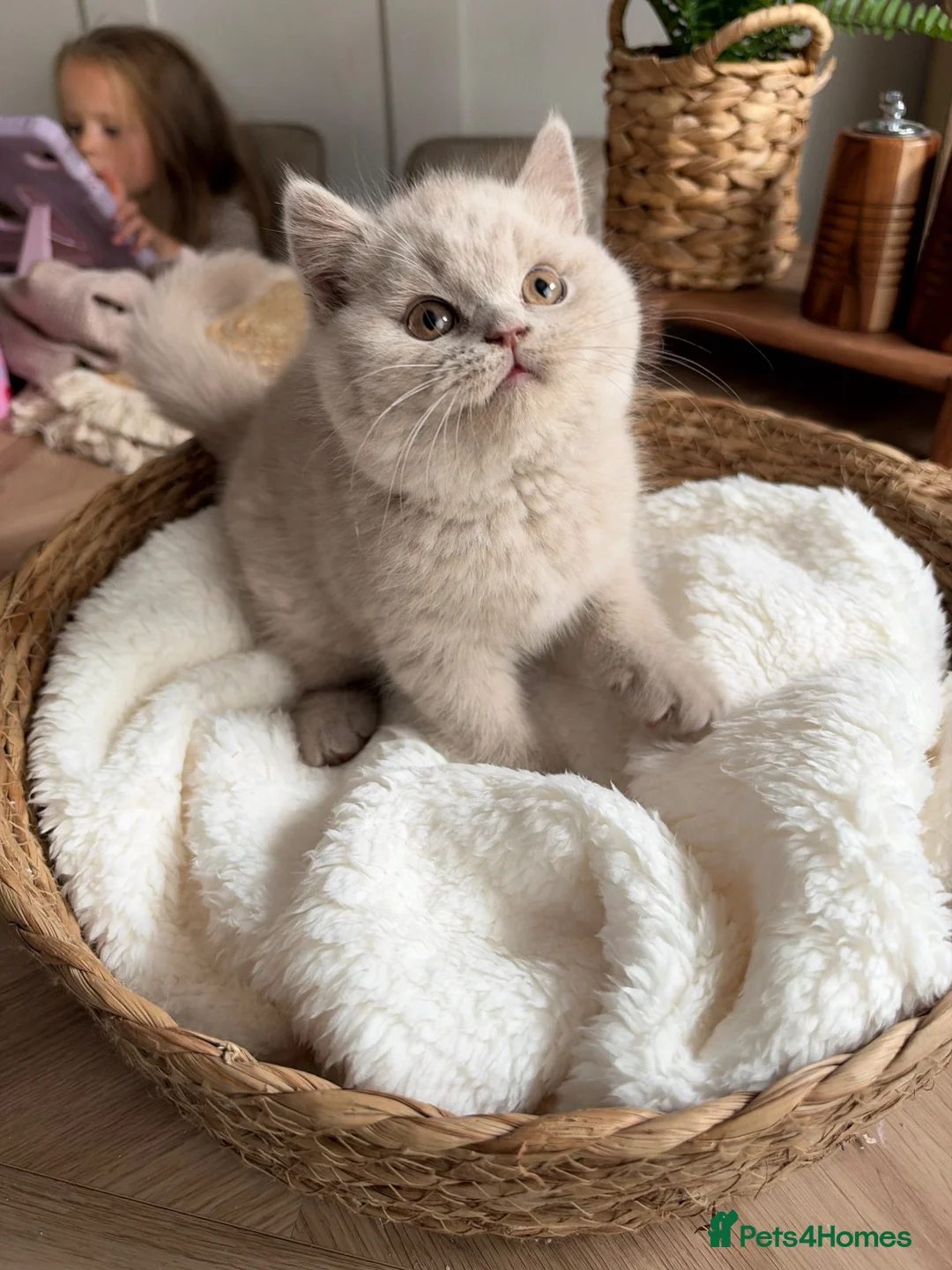 British Shorthair cats for sale: Chunky British Short Hair Kittens  - Advert 12