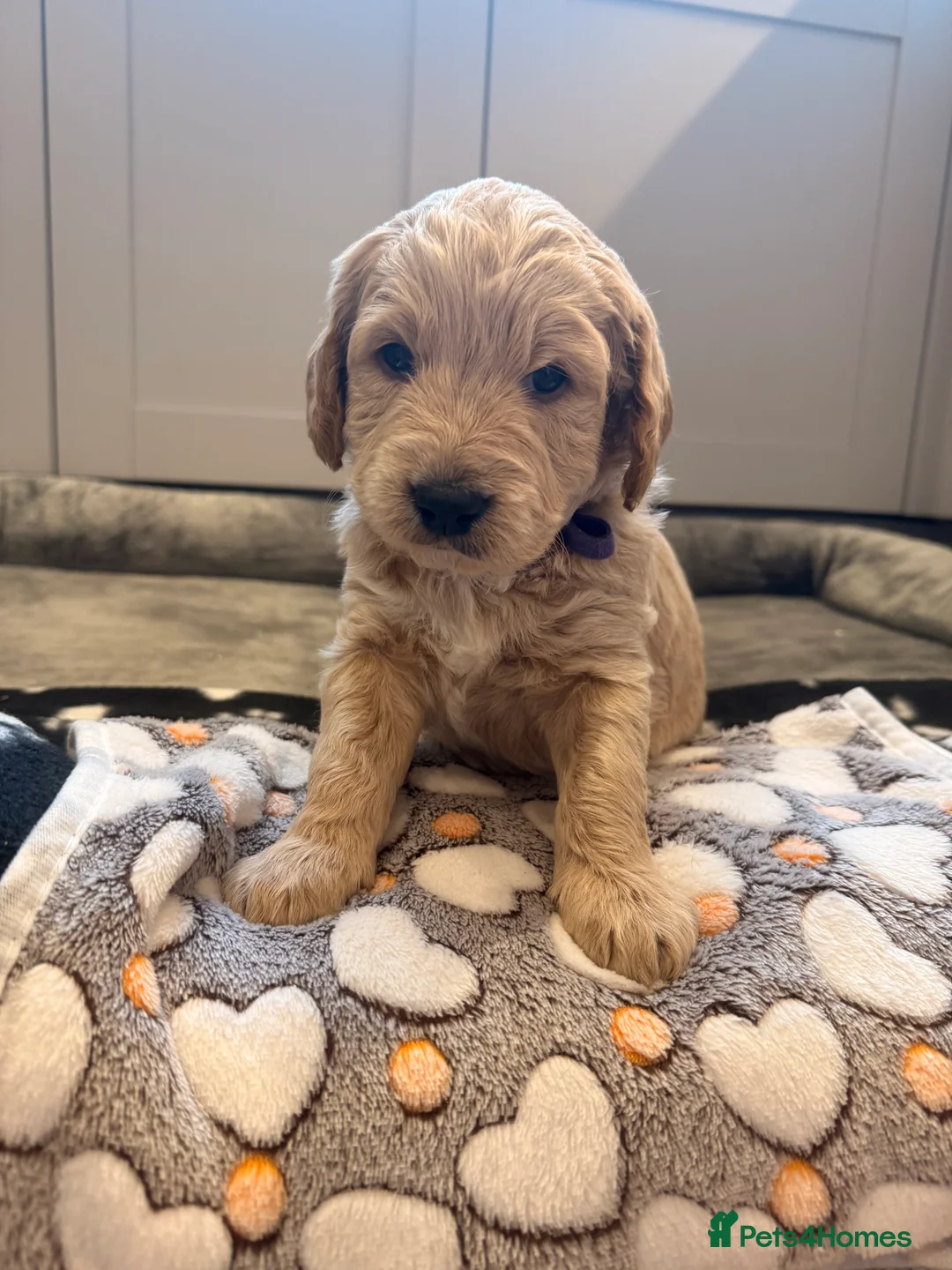 Labradoodle dogs for sale: Beautiful Labradoodle Puppies Available 🐾 - Advert 11